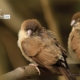 Baby Indian Silverbills, by Saniar Rahman Rahul