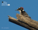 Acorn Woodpecker, by Laria Saunders