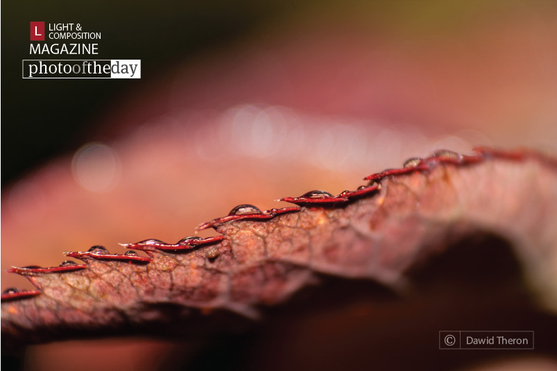 The Edge of a Rose’s Foliage, by Dawid Theron