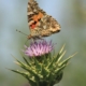 Painted Lady on Thistle, by Bawar Mohammad