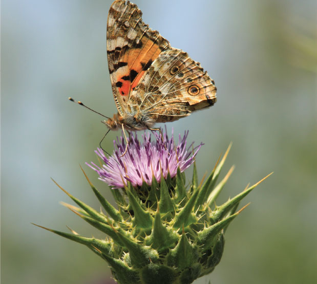 Painted Lady on Thistle, by Bawar Mohammad