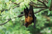 Indian Flying Fox, by Fakrul Mamun