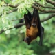 Indian Flying Fox, by Fakrul Mamun