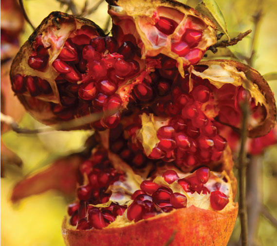 Pomegranate of Kurdistan, by Bawar Mohammad