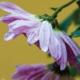 Chrysanthemum in the Rain, by Bawar Mohammad