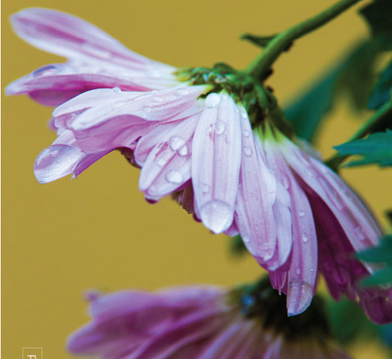 Chrysanthemum in the Rain, by Bawar Mohammad