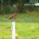 Irish Redbreast Robin, by Oscar Garcia