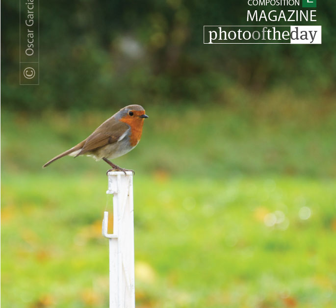 Irish Redbreast Robin, by Oscar Garcia