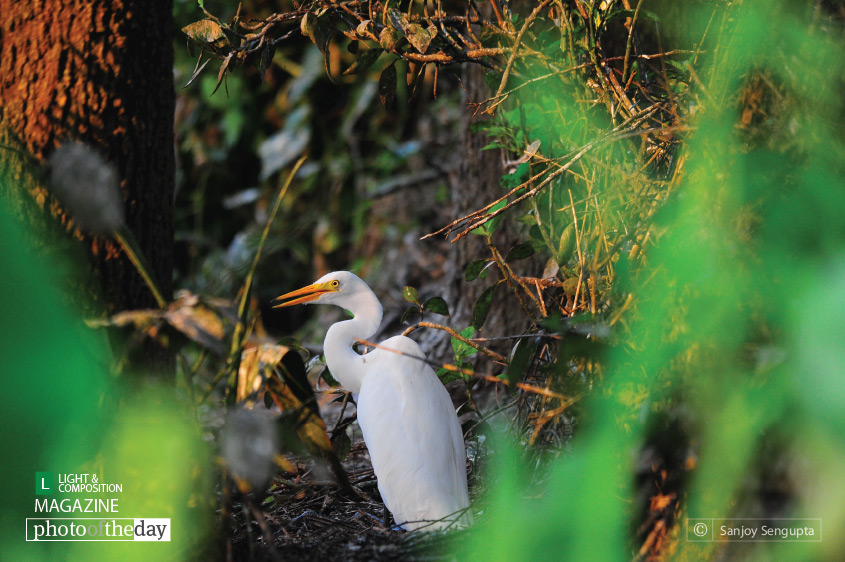 Hide and Seek, by Sanjoy Sengupta