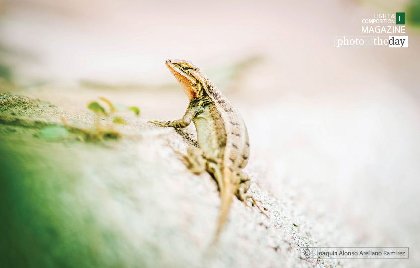 Lizard - the Hunter, by Joaquín Alonso Arellano Ramírez