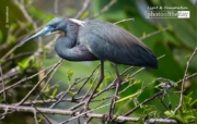 Great Blue, by Steve Hirsch