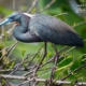 Great Blue, by Steve Hirsch