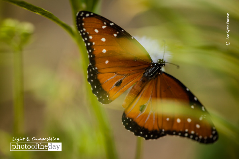 The Butterfly Effect, by Ana Sylvia Encinas