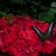 Beauty of Butterfly, by Tanmoy Saha