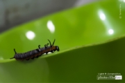 The Early Stage of a Butterfly, by Tanmoy Saha