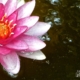 Water Lily with Bubbles, by Tisha Clinkenbeard