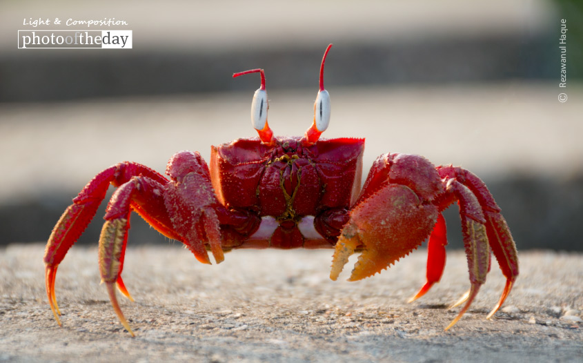 The Crab That Played with the Sea