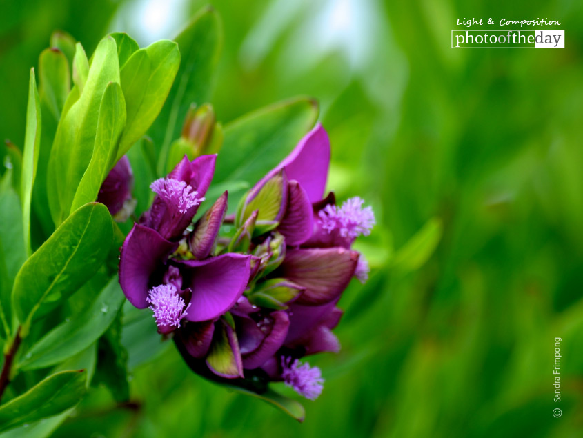 The Little Purple Flower by Sandra Frimpong