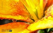 Lily after the Rain, by Tisha Clinkenbeard