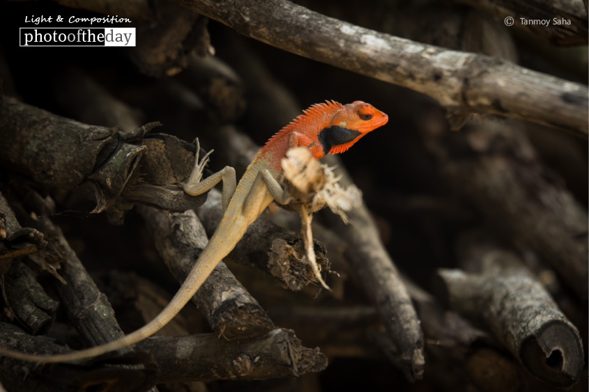 Looking for Food, by Tanmoy Saha