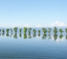 Line of Trees, by Ahmed Sabbir