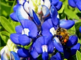 Bluebonnet Bee, by Tisha Clinkenbeard