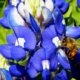 Bluebonnet Bee, by Tisha Clinkenbeard