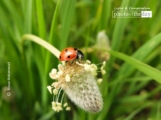 Spring is Here, by Bawar Mohammad