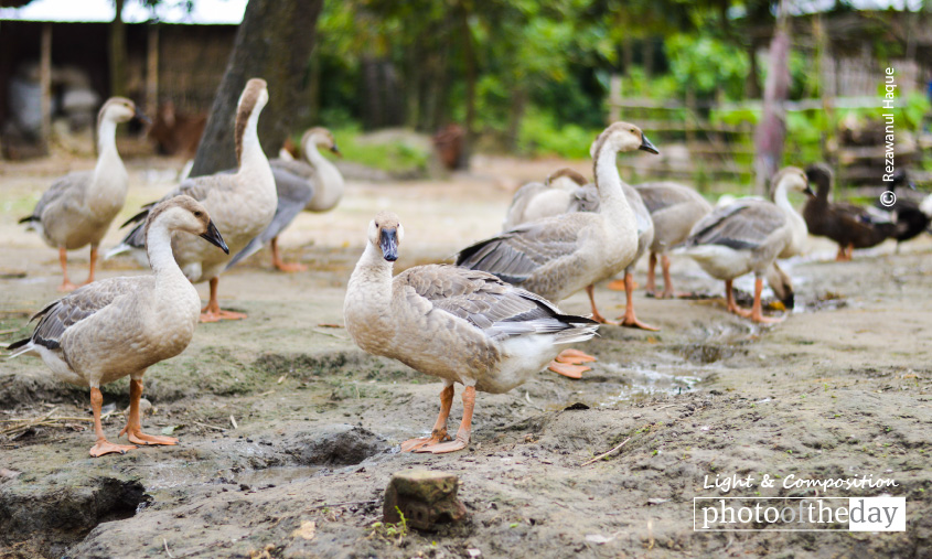 Royal Local Geese, by Rezawanul Haque