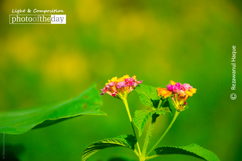 Just Some Wild Flowers, by Rezawanul Haque