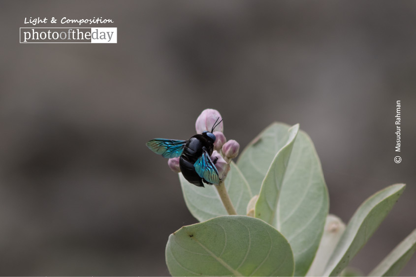 The Carpenter Bee, by Masudur Rahman