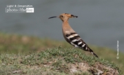 Hoopoe – The Beauty, by Masudur Rahman