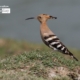 Hoopoe – The Beauty, by Masudur Rahman