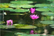 Water Lilies, by Masudur Rahman