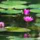 Water Lilies, by Masudur Rahman