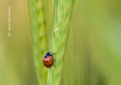 A Scarlet Ladybug, by Bawar Mohammad