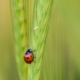 A Scarlet Ladybug, by Bawar Mohammad