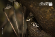 Hiding behind a Tree Branch, by Tanmoy Saha