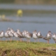 Flocks of Common Redshank, by Masudur Rahman