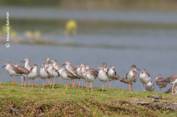 Flocks of Common Redshank, by Masudur Rahman