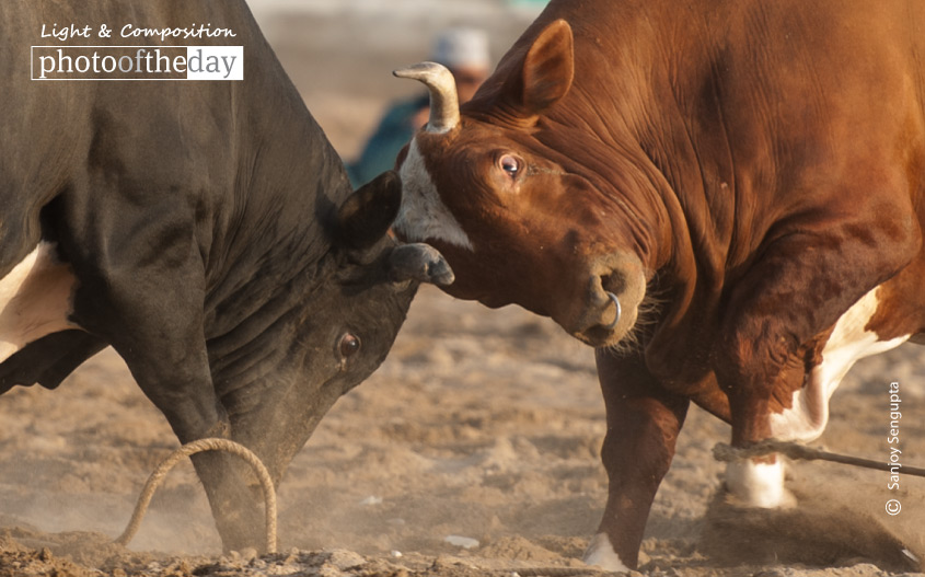 Bullfight, by Sanjoy Sengupta