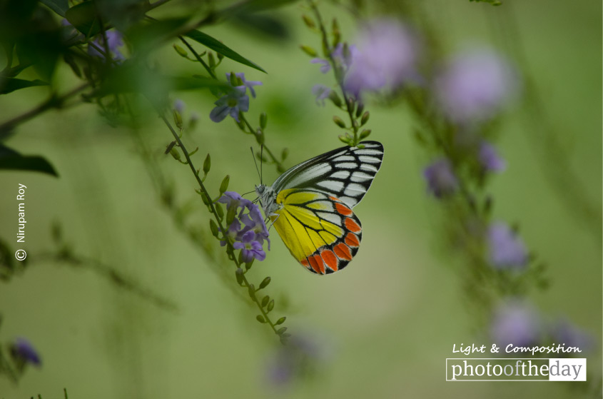 Color Splash, by Nirupam Roy