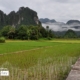 A Path across the Rice Field, by Ryszard Wierzbicki