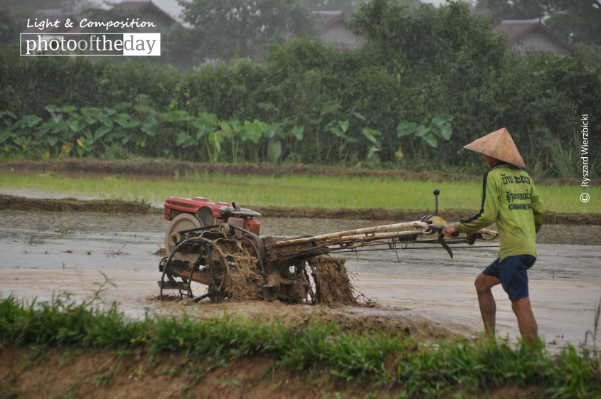 Preparing Rice Paddy Field, by Ryszard Wierzbicki