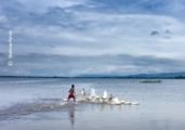 Chasing Geese, by Shahnaz Parvin