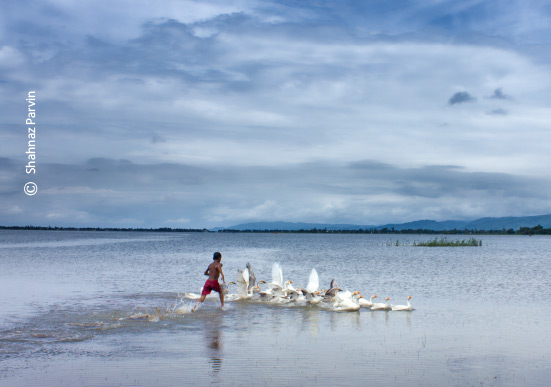 Chasing Geese, by Shahnaz Parvin