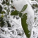 Ice Crystal Leaves, by Tisha Clinkenbeard