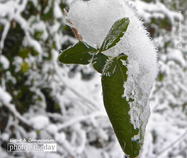 Ice Crystal Leaves, by Tisha Clinkenbeard