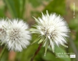 To Wish upon a Dandelion, by Tisha Clinkenbeard