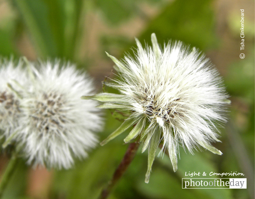 To Wish upon a Dandelion, by Tisha Clinkenbeard